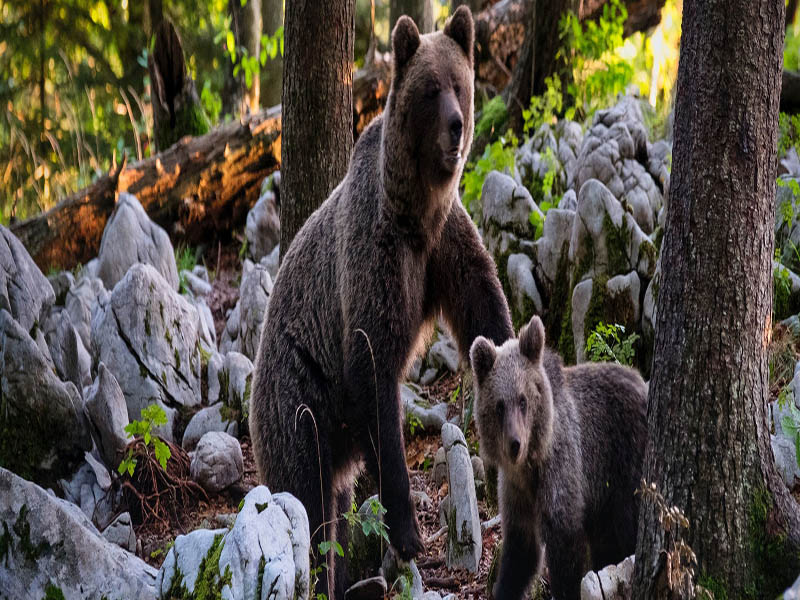 Unsplash/Marco Secchi Un oso pardo y su cachorro en un bosque de Eslovenia