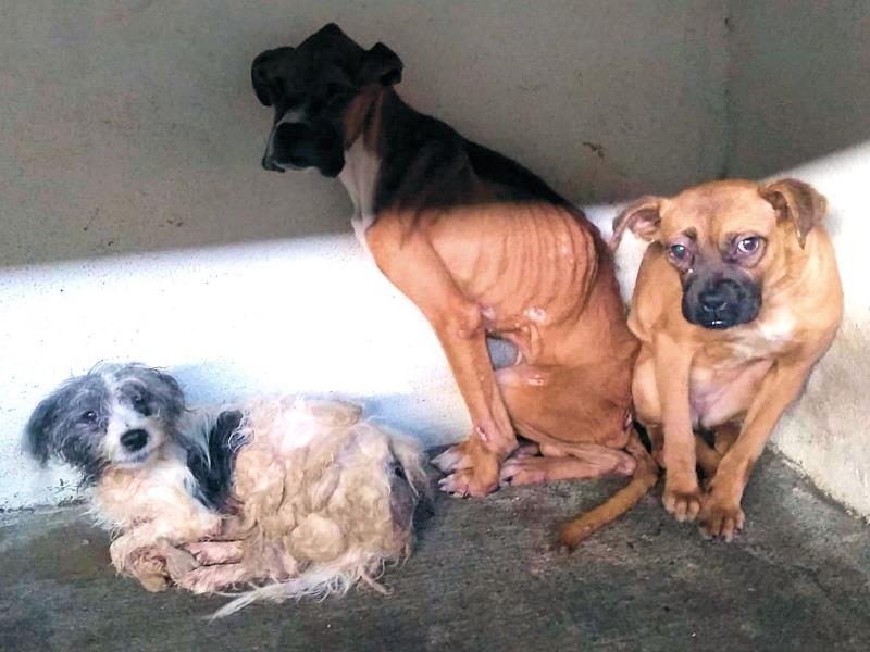 Dos perros y una perra se encontraban en evidente estado de desnutrición y abandono