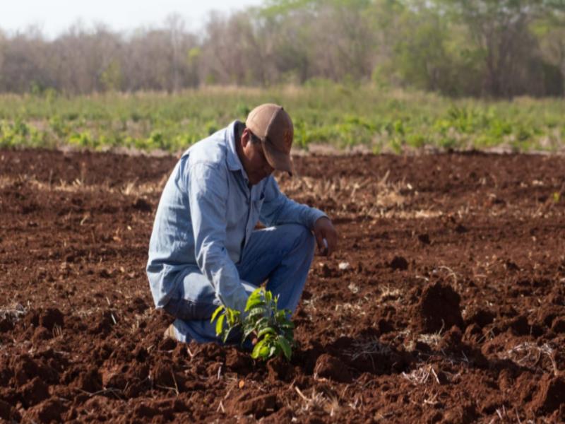 A los productores mexicanos les cortaron las esperanzas de tener más y mejores cosechas