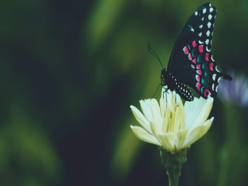 Unsplash/Aaron Burden. Una mariposa recolectando el néctar de una flor