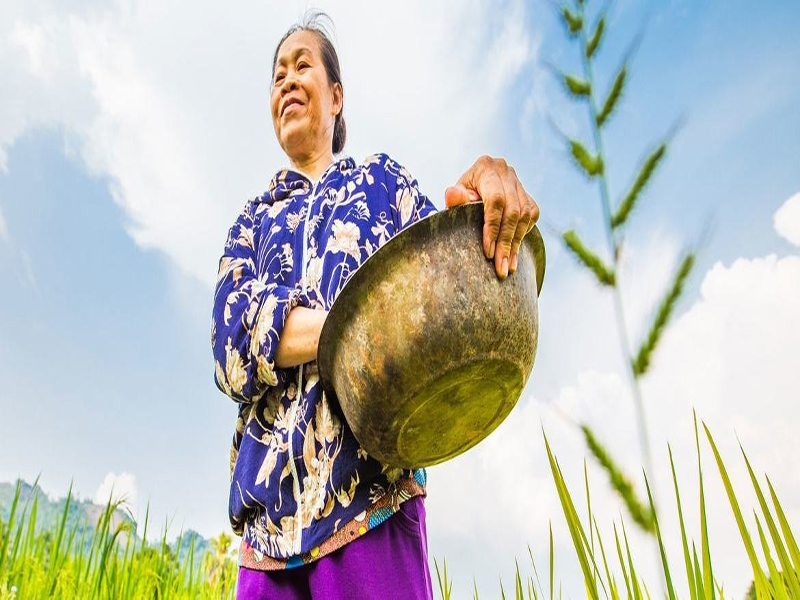 ONU Medio Ambiente/Lisa Murray. Una mujer cosechando arroz y maíz en una granja comunitaria de Vietnam