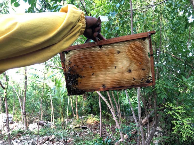 ONU Haiti/Daniel Dickinson. Gracias a la moderna equipación y nuevos métodos de apicultura, la producción anual de miel de Ilarion Celestin ha aumentado a 270 galones.