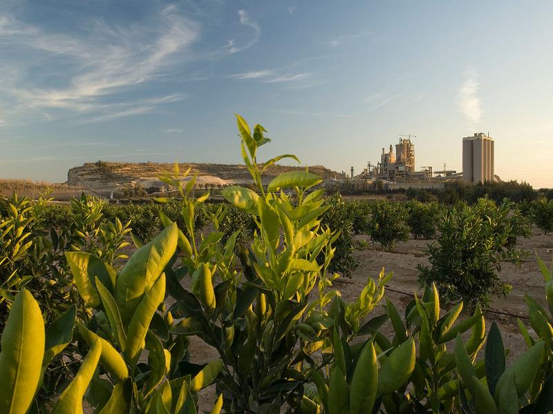 Planta de Alicante en España