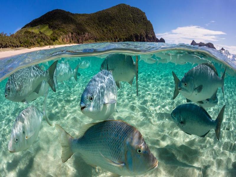 © Ocean Image Bank/Jordan Robin. Peces nadando en una zona poco profunda en Australia.