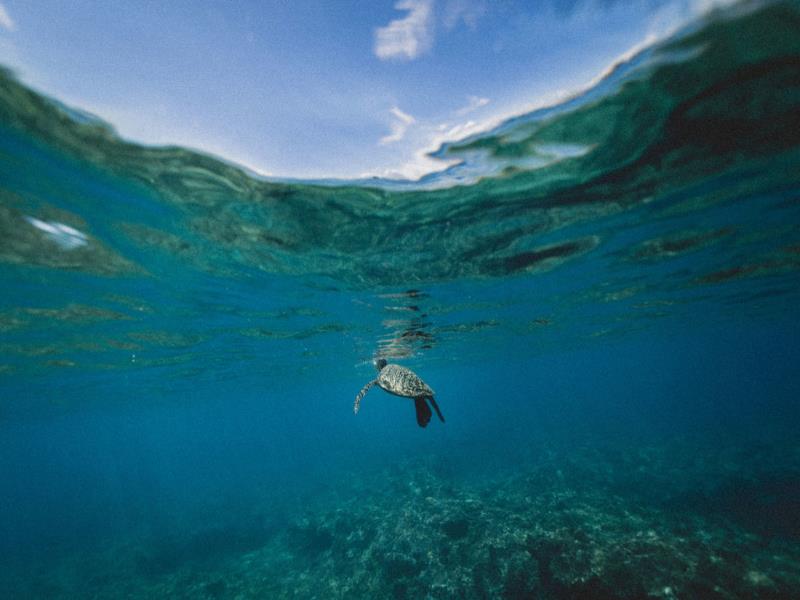 Unsplash/Jakob Owens. Tortuga marina nadando plácidamente en azules aguas