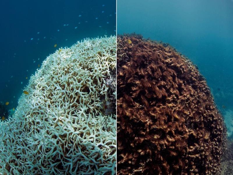 The Ocean Agency/WL Catlin Seavi. El antes y después de un arrecife tras una decoloración coralina en la Gran Barrera de Coral en Australia