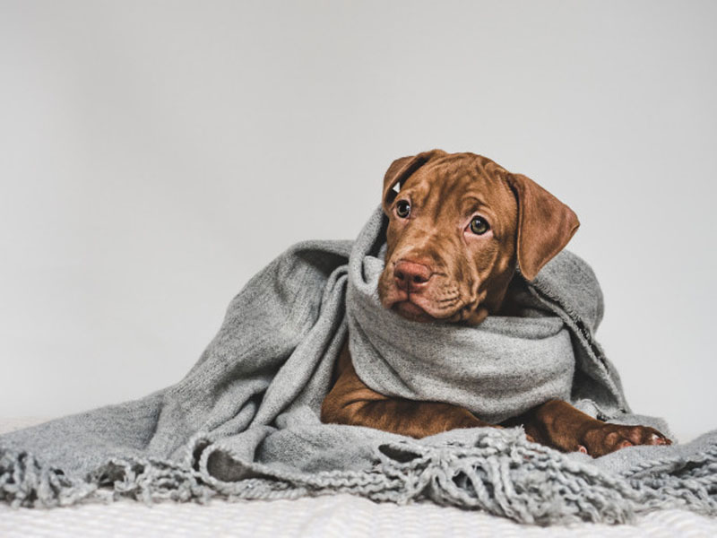 DogHero brinda recomendaciones para el bienestar de los perros