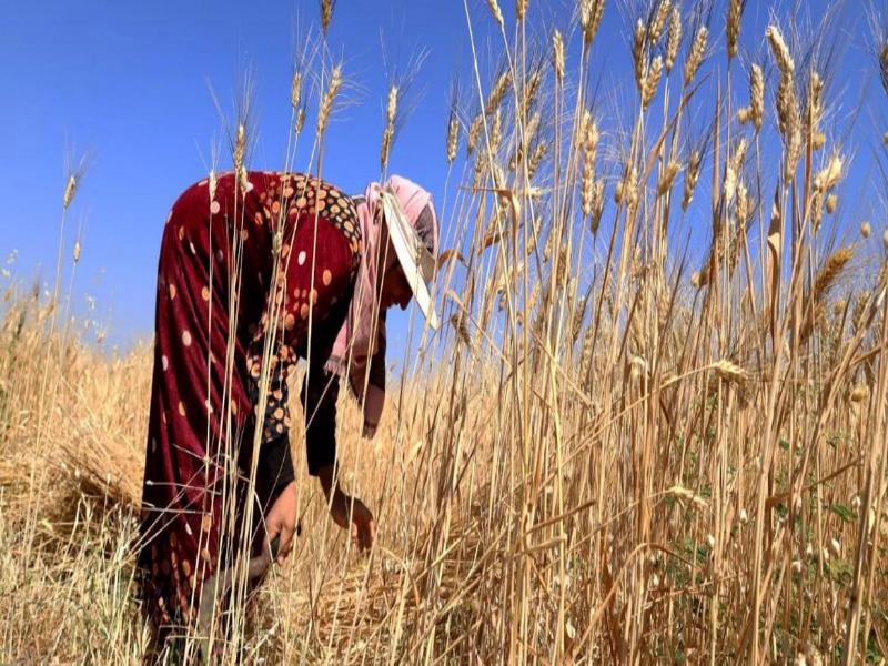 © FAO. La adopción de prácticas agrícolas más sostenibles es clave para aumentar la productividad y los ingresos de los agricultores rurales.